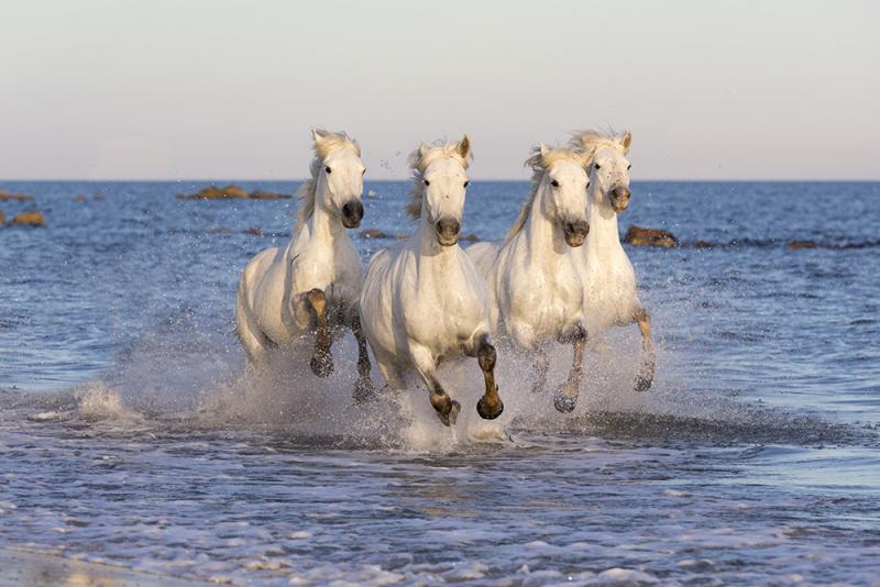 White Horses of the Camargue photo workshop