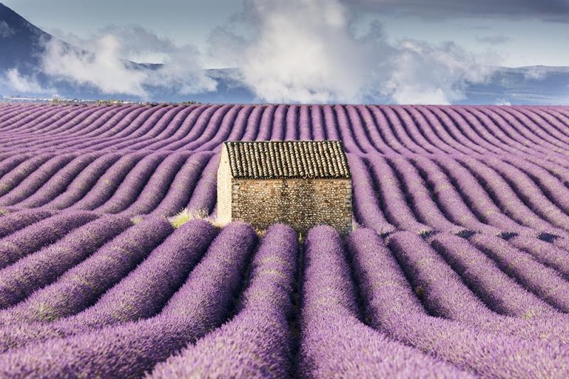 Provence Lavender Photo Workshop