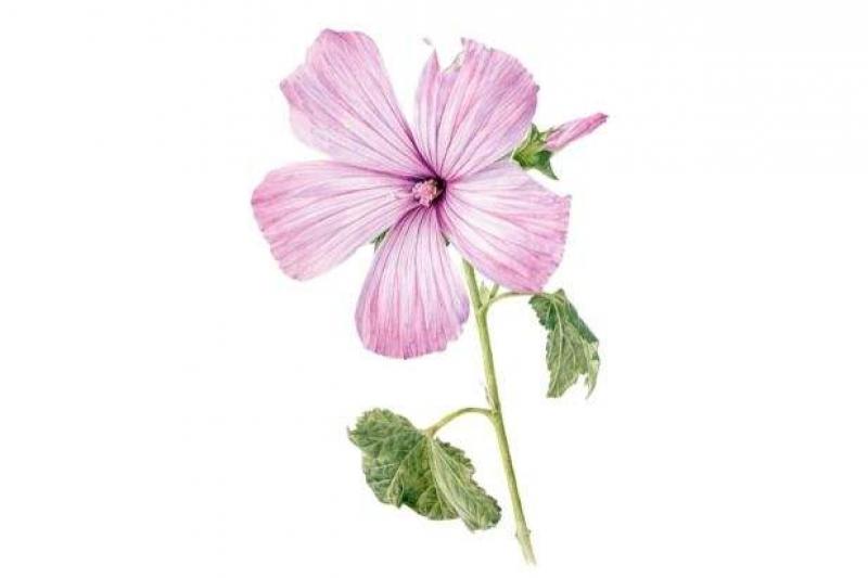 Botanical Painting Holiday