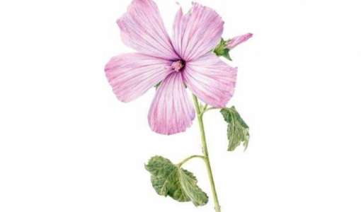 Botanical Painting Holiday