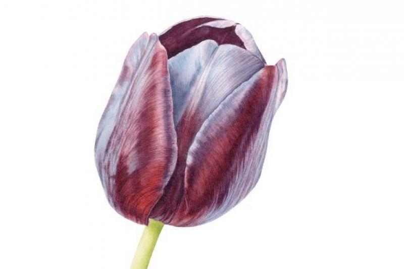 Botanical Painting Holiday