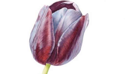 Botanical Painting Holiday