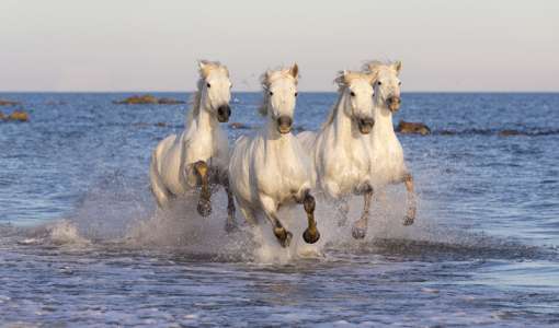 White Horses of the Camargue photo workshop