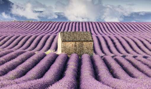 Provence Lavender Photo Workshop