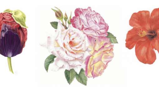 Summer flowers and plants of Greek gardens
