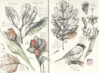 Botanical Sketching and Watercolour in Nature