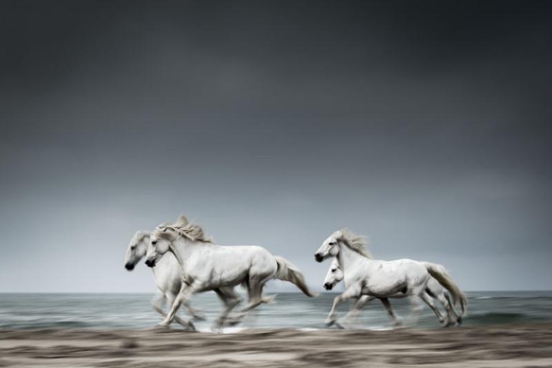 Camargue's White Horses