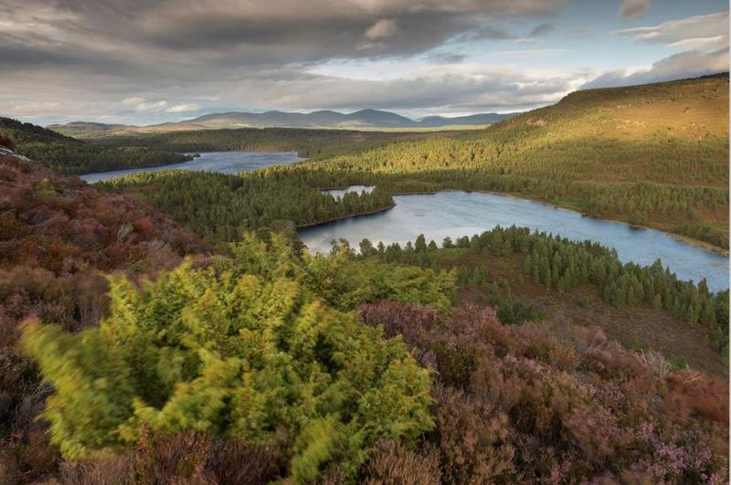 Highland Heather