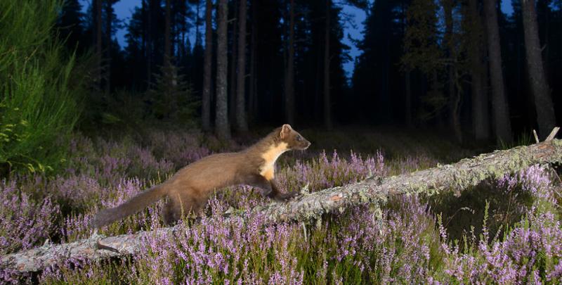 Camera Trap Photography Workshop