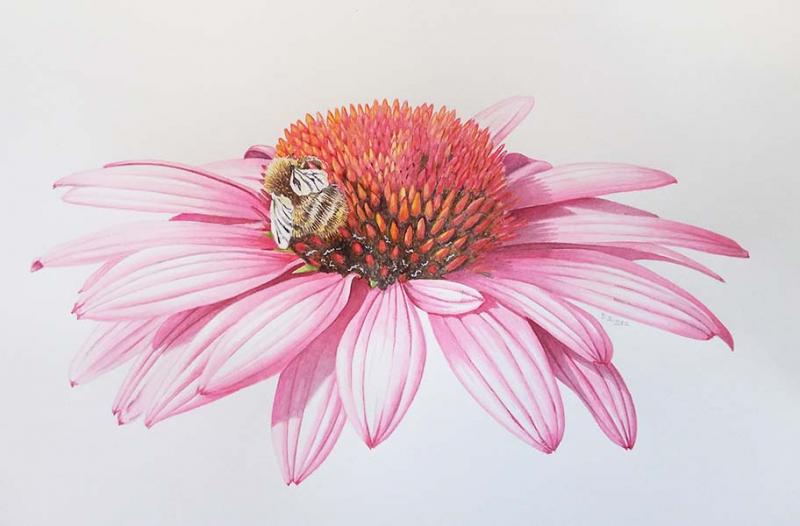 Botanical Painting in Birds, Butterflies & Bugs