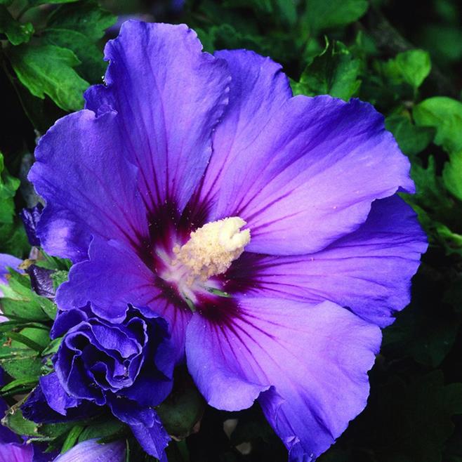 Blue Hibiscus.jpg