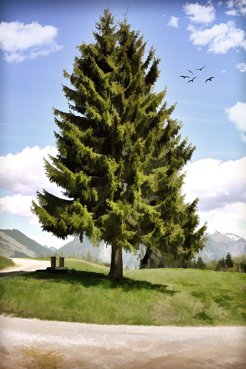 Painting a tree Pixabay.jpg